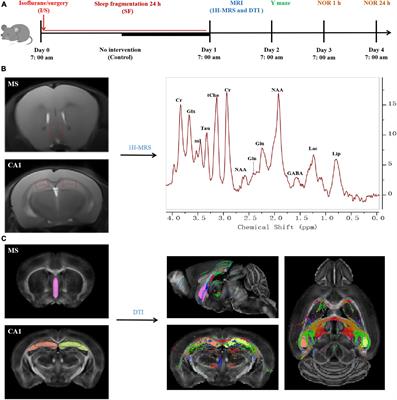 Neurometabolic and structural alterations of medial septum and hippocampal CA1 in a model of post-operative sleep fragmentation in aged mice: a study combining 1H-MRS and DTI